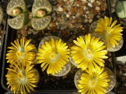 L nauriniae1