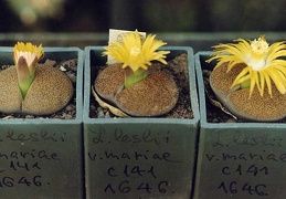 Lithops-Lesliei-v-01