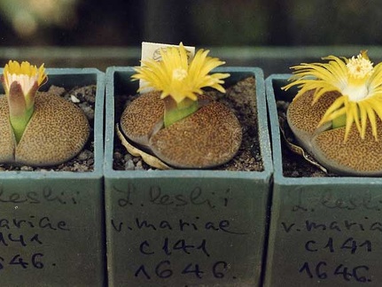 Lithops-Lesliei-v-01