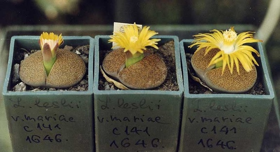 Lithops-Lesliei-v-01