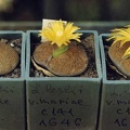 Lithops-Lesliei-v-01