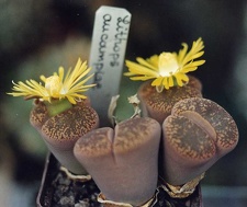 Lithops-aucampiae-01