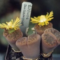 Lithops-aucampiae-01