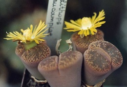 Lithops-aucampiae-01