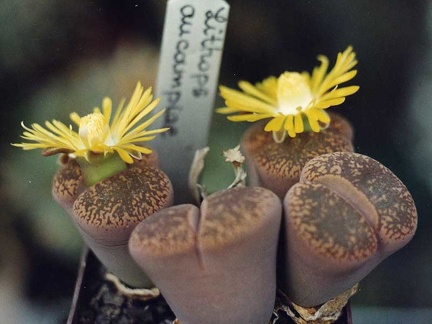 Lithops-aucampiae-01