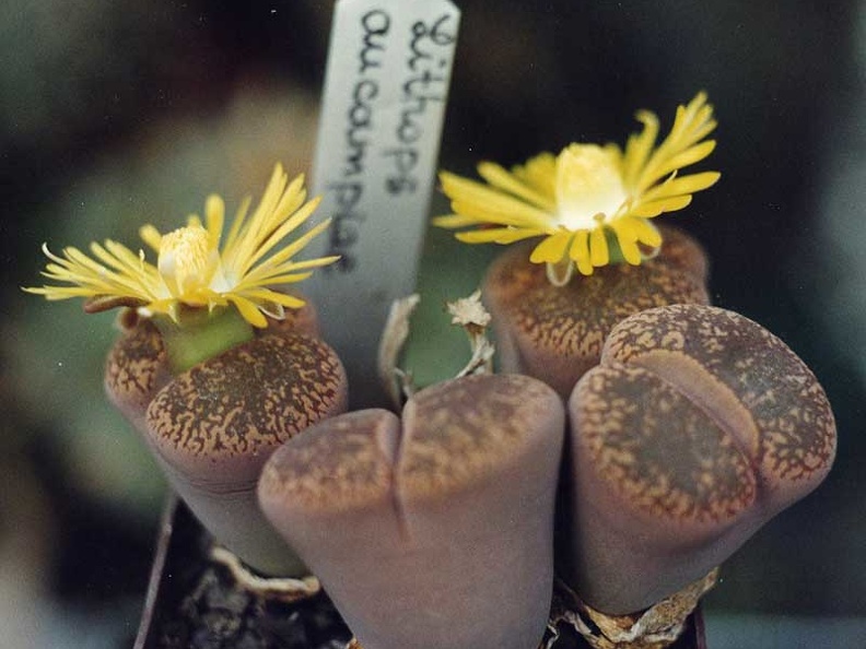 Lithops-aucampiae-01