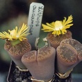 Lithops-aucampiae-01