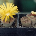 Lithops aucampiae ssp. euniceae C 48