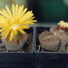 Lithops aucampiae ssp. euniceae C 48