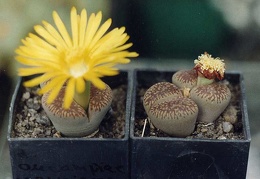 Lithops aucampiae ssp. euniceae C 48
