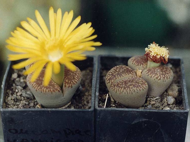 Lithops aucampiae ssp. euniceae C 48