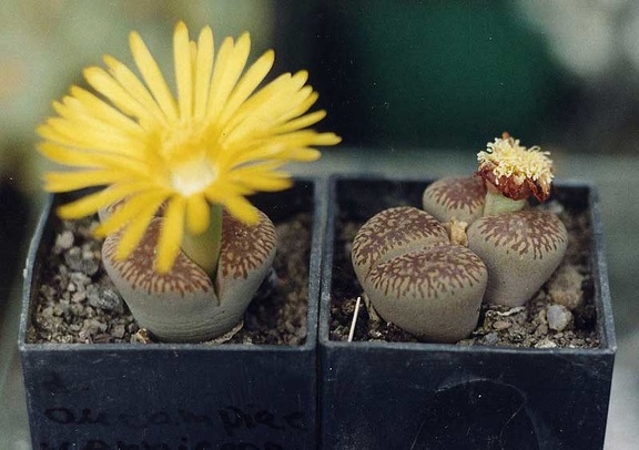 Lithops aucampiae ssp. euniceae C 48