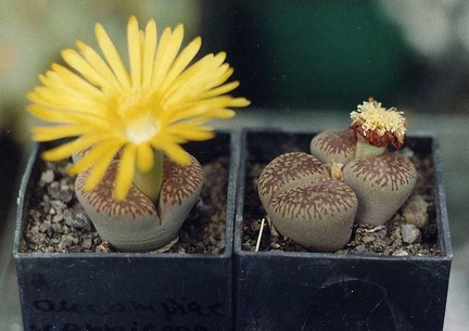 Lithops aucampiae ssp. euniceae C 48