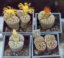 Lithops bromfieldii v. mennellii