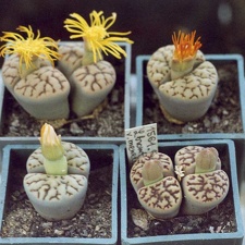 Lithops bromfieldii v. mennellii