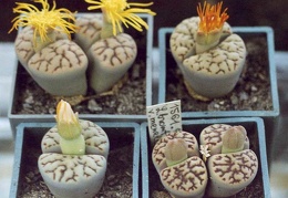 Lithops bromfieldii v. mennellii