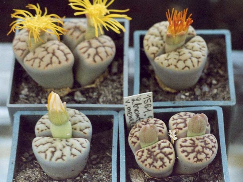 Lithops bromfieldii v. mennellii