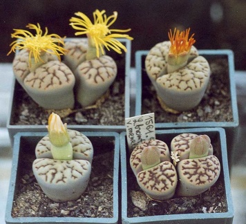 Lithops bromfieldii v. mennellii
