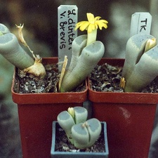 Lithops dinteri v.brevis