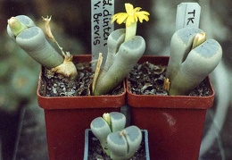Lithops dinteri v.brevis