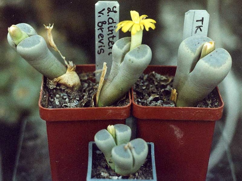 Lithops dinteri v.brevis