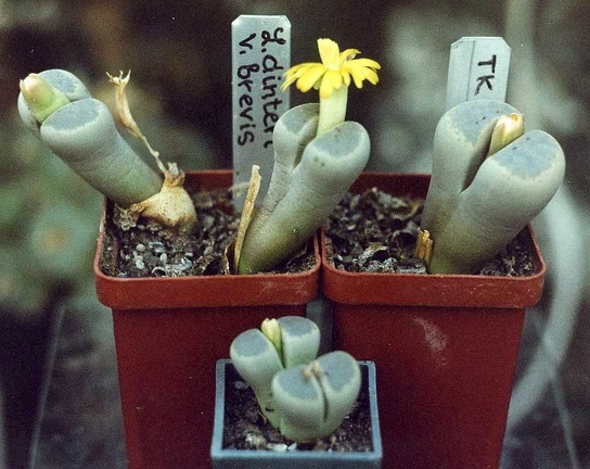 Lithops dinteri v.brevis