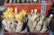 Lithops dinteri v. frederici