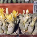 Lithops dinteri v. frederici