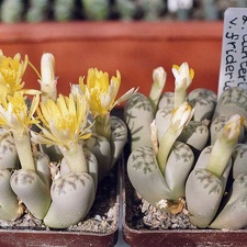 Lithops dinteri v. frederici
