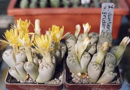 Lithops dinteri v. frederici