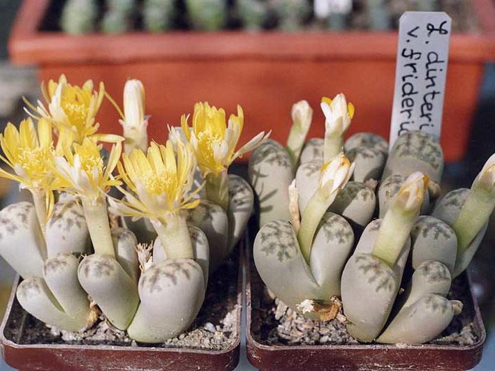 Lithops dinteri v. frederici