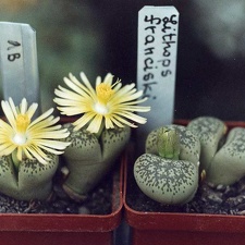 Lithops francisci