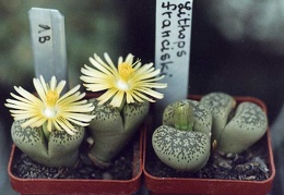 Lithops francisci