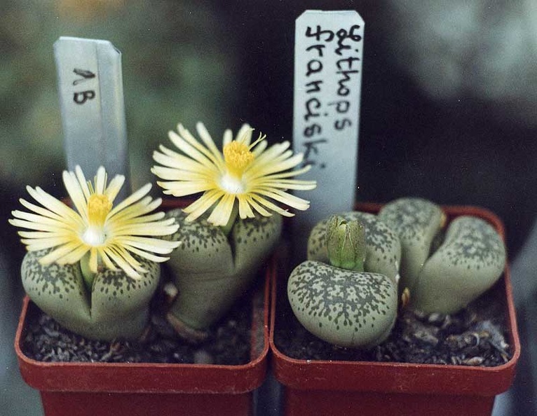 Lithops-franciski.jpg