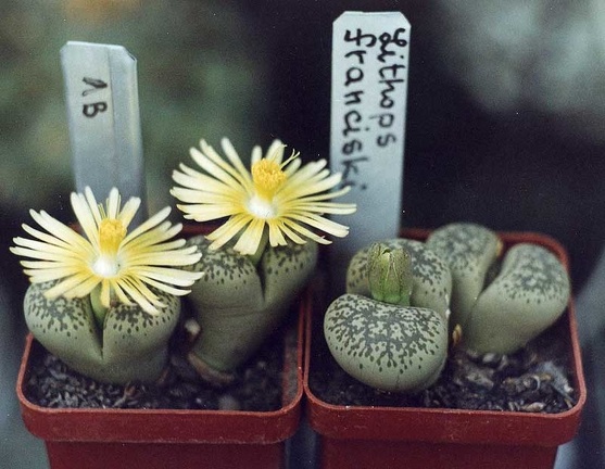 Lithops francisci