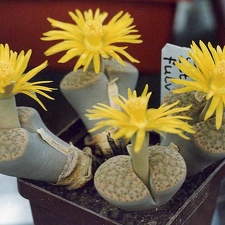 Lithops fulviceps
