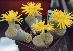 Lithops fulviceps