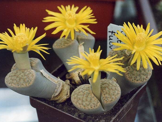 Lithops fulviceps