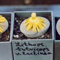 Lithops fulviceps v. lactinea