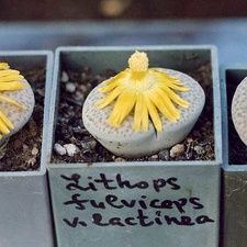 Lithops fulviceps v. lactinea
