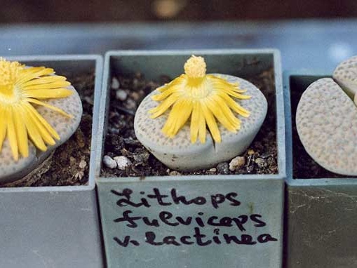 Lithops fulviceps v. lactinea
