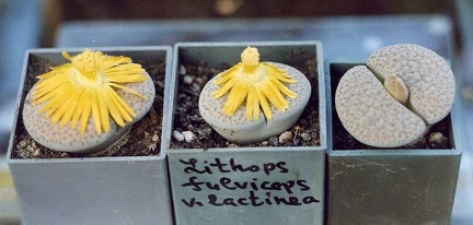 Lithops fulviceps v. lactinea