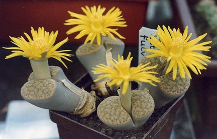 Lithops fulviceps