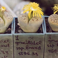 Lithops gracilidelineata ssp. brandbergensis C 383