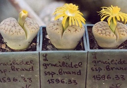 Lithops gracilidelineata ssp. brandbergensis C 383