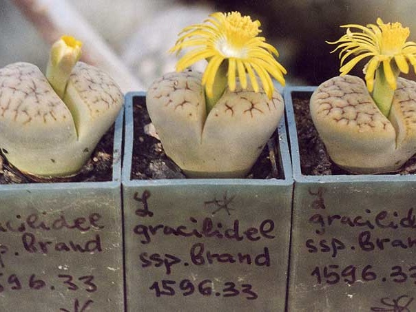 Lithops gracilidelineata ssp. brandbergensis C 383