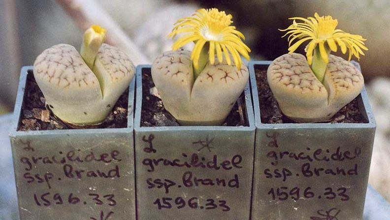 Lithops-gracilidelineata-ss.jpg