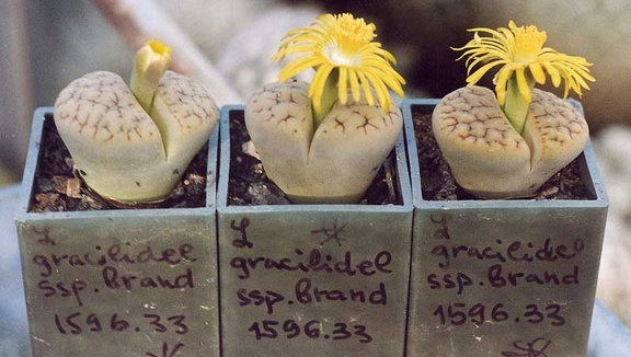 Lithops gracilidelineata ssp. brandbergensis C 383