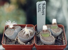 Lithops hallii