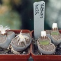 Lithops hallii